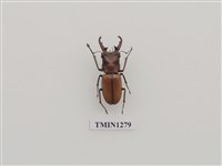 藏品(艷細身赤鍬形蟲)的圖片